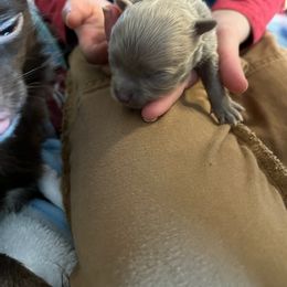 Chihuahua Puppies from Hawk's Eye Homestead