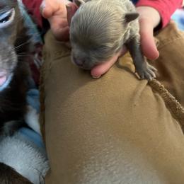 Chihuahua Puppies from Hawk's Eye Homestead