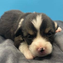 Blue boy - Black and tan male Pembroke Welsh Corgi puppy in Adairsville, Georgia from R&R Corgis