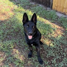 German Shepherd puppies from Ray Ranch, LLC