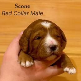 Scone - Parti male Goldendoodle puppy in Shushan, New York from Barnwood Doodles