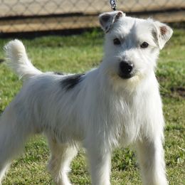 Spot - Jack Russell Terrier