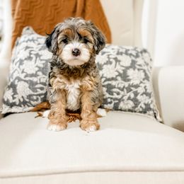 Sterling - Blue merle female Bernedoodle puppy in Sharpsburg, Georgia from Steindoodles