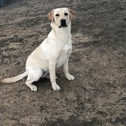 Labrador Retriever All Grown Up from Learn's Labs