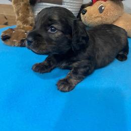 Taffy - Brindle male Dachshund puppy in Bullard, Texas from Mimidachs of Texas