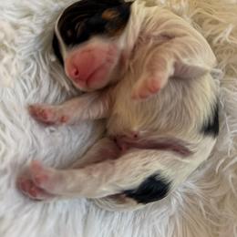 Eu te amo - Merle female Cavapoo puppy in Knoxville, Tennessee from Adventure Doodles Club