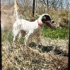 Zoe - English Setter