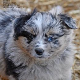 Hollis - Blue merle female Miniature Australian Shepherd puppy in Patterson, North Carolina from DreamLine Aussies