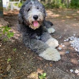 Bernedoodle All Grown Up from Backwoods Bernedoodles