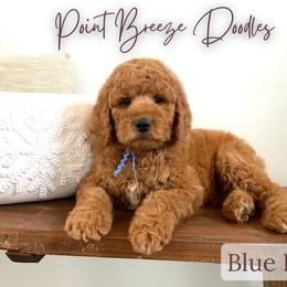 Blue Boy - Apricot male Goldendoodle puppy in Rochester, New York from Point Breeze Doodles, LLC