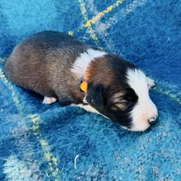 Orange - Sable merle male Border Collie puppy in Minden, Iowa from Rocking N Registered Border Collies & Labradors