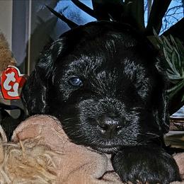 Storm - Black male Cockapoo puppy in Indiahoma, Oklahoma from Phamily Doodles