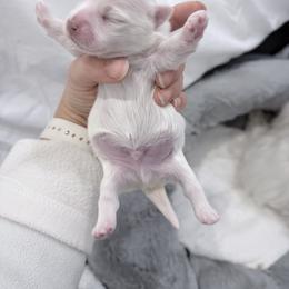 AKC - Top-quality Maltese with outstanding genetics - White male Maltese puppy in San Mateo, California from AKC Maltese California