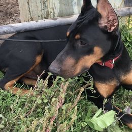 Doberman Pinschers from D'vine Dobermans