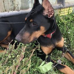 Doberman Pinschers from D'vine Dobermans