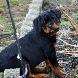 Rottweiler Puppies from Mountain High Kennels