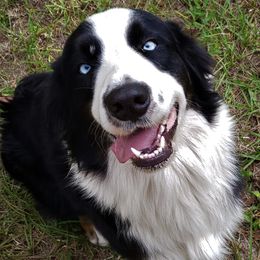 Australian Shepherds from Nature Coast Aussies