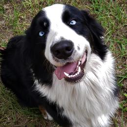 Australian Shepherds from Nature Coast Aussies