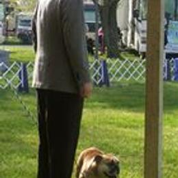 Bulldogs from TnTsBulldogs