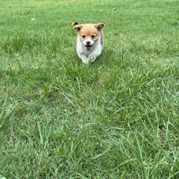 Pembroke Welsh Corgi Puppies from Sherwood Acres Pembrokes