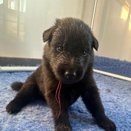 Reef (Red) - Black male Belgian Sheepdog puppy in Franklin, West Virginia from Wildmour K9