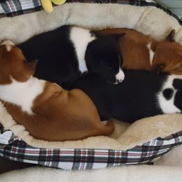 Basenji Puppies from Maererano Basenjis