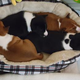 Basenji Puppies from Maererano Basenjis