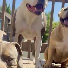American Bullies from Byrnes Royal Bullyz