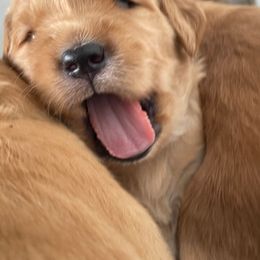 Boy 1 - Golden Retriever puppy in Otis Orchards, Washington from Sunlite Golden Retrievers