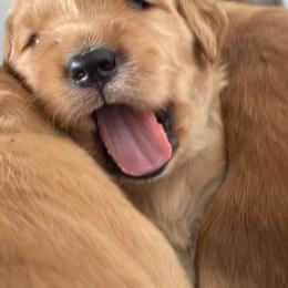 Boy 1 - Golden Retriever puppy in Otis Orchards, Washington from Sunlite Golden Retrievers