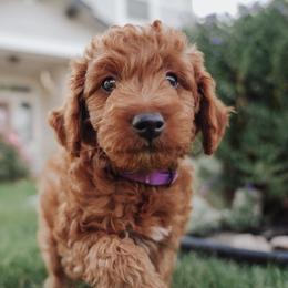 Bernedoodle, Goldendoodle, and Poodle Puppies from Northwest Pups
