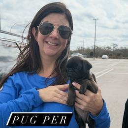 Pug Puppies from Pug Perfection Puppies