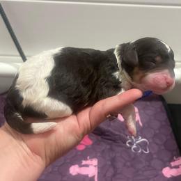 Girl 1 - Phantom female Poodle puppy in Calimesa, California from Teakwoodpoodleofsocal