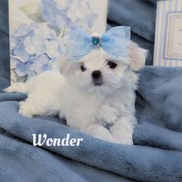 Wonder - White male Maltese puppy in Eureka, California from Bratpack Babydolls