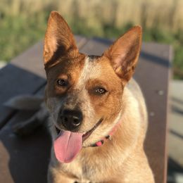 Australian Cattle Dogs from Rising Star Cattle Dogs