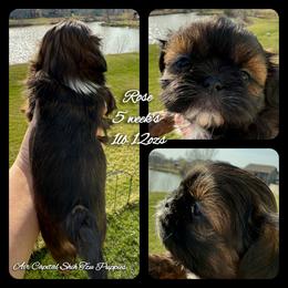 Rose - Red female Shih Tzu puppy in Maize, Kansas from Air Capital Shih Tzu Puppies