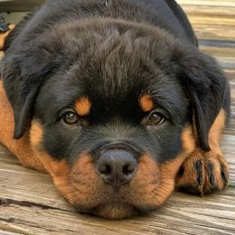 Rottweilers from Von Gogginhaus Rottweilers
