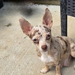 Cookie - Chihuahua