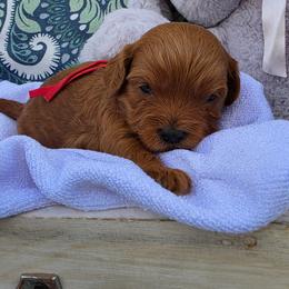 Cajun - Red male Cavapoo puppy in Syracuse, Utah from Just Doodling Dogs