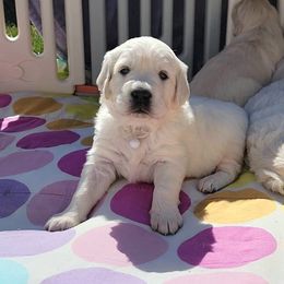 Golden Retriever Puppies from Valley Creek Farm