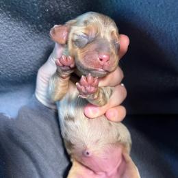Girl 1 - Dapple female Dachshund puppy in Bismarck, Missouri from Kalua's Doxies