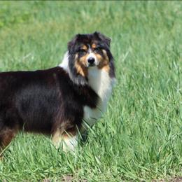 Laurel - Australian Shepherd