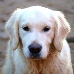 Aspen (1 Year Old) - Light golden Golden Retriever puppy in North Brunswick, New Jersey from Cynazar Goldens