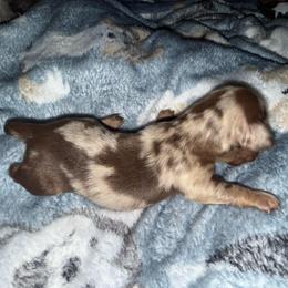 Magnolia - Dapple female Dachshund puppy in Connersville, Indiana from MoonShine Babies