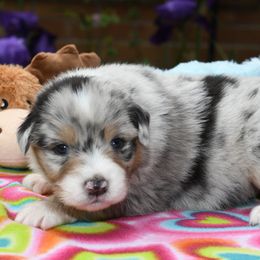 Australian Shepherd Puppies from Star Australian Shepherds