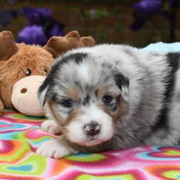 Australian Shepherd Puppies from Star Australian Shepherds