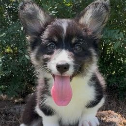 American Corgis and Pembroke Welsh Corgis from Sunrise Corgis