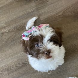 Maltipoo Puppies from A Batch of Cookie’s