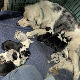 Australian Shepherd and Great Dane Puppies from AEW Farm