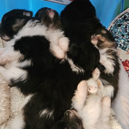 Pomeranian Puppies from ADKPOM Adirondack Pomeranians
